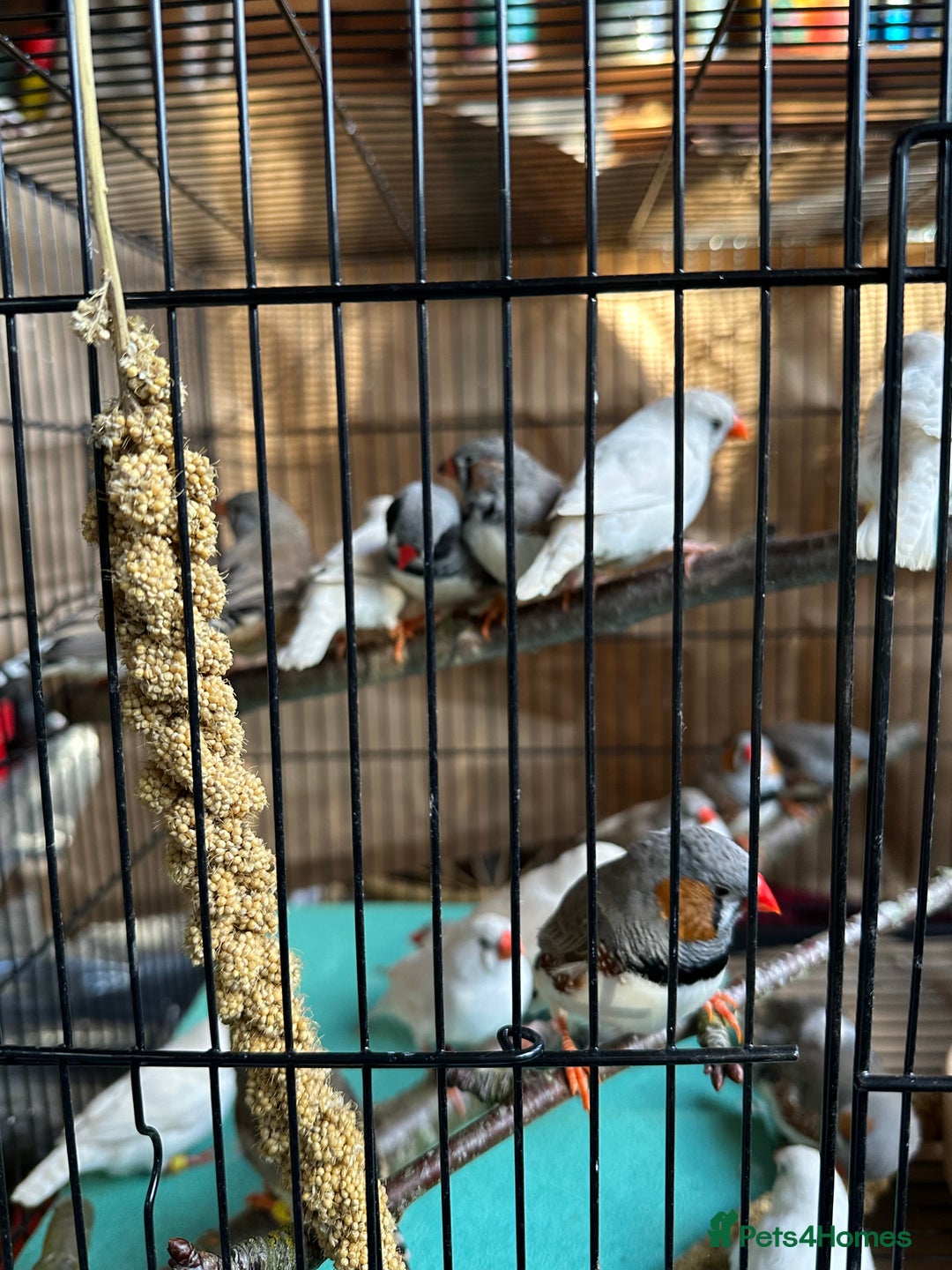 Finches birds for sale: Zebra Finches- born 2025 - Image 5