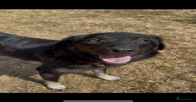 Mixed Breed dogs - Advert 12