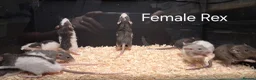Rat rodents for sale: Baby Dumbo Rat's available, Males & Females  - Advert 4