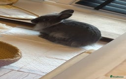 Mixed Breed rabbits for sale: 2 adult Mini lops X lion heads  - Image 4