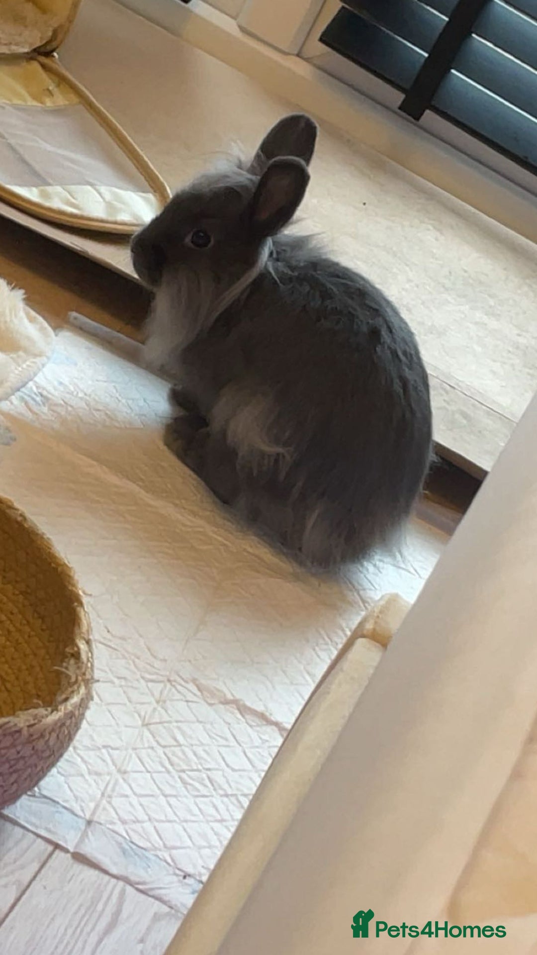 Mixed Breed rabbits for sale: 2 adult Mini lops X lion heads  - Image 4