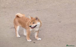 Japanese Shiba Inu dogs for sale: Health tested Japanese Shiba Inu  - Image 2