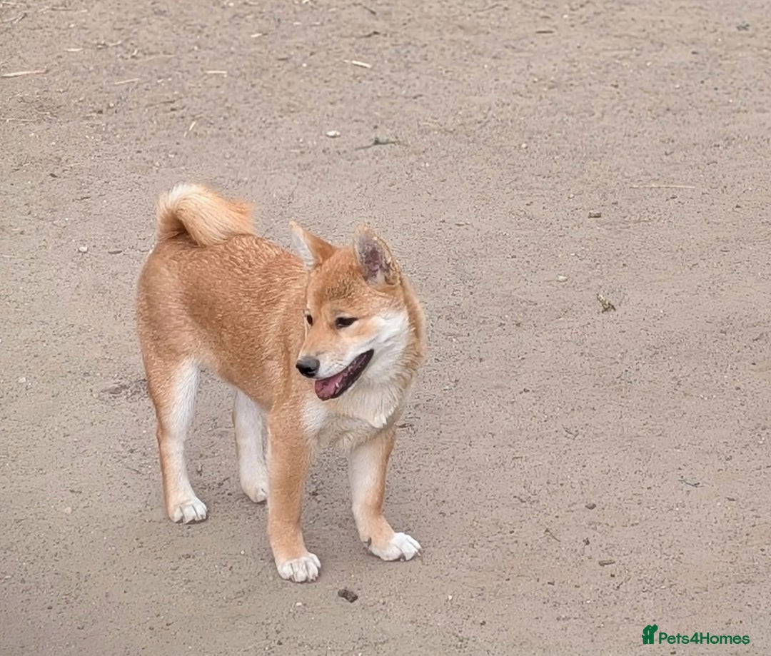 Japanese Shiba Inu dogs for sale: Health tested Japanese Shiba Inu  - Image 2