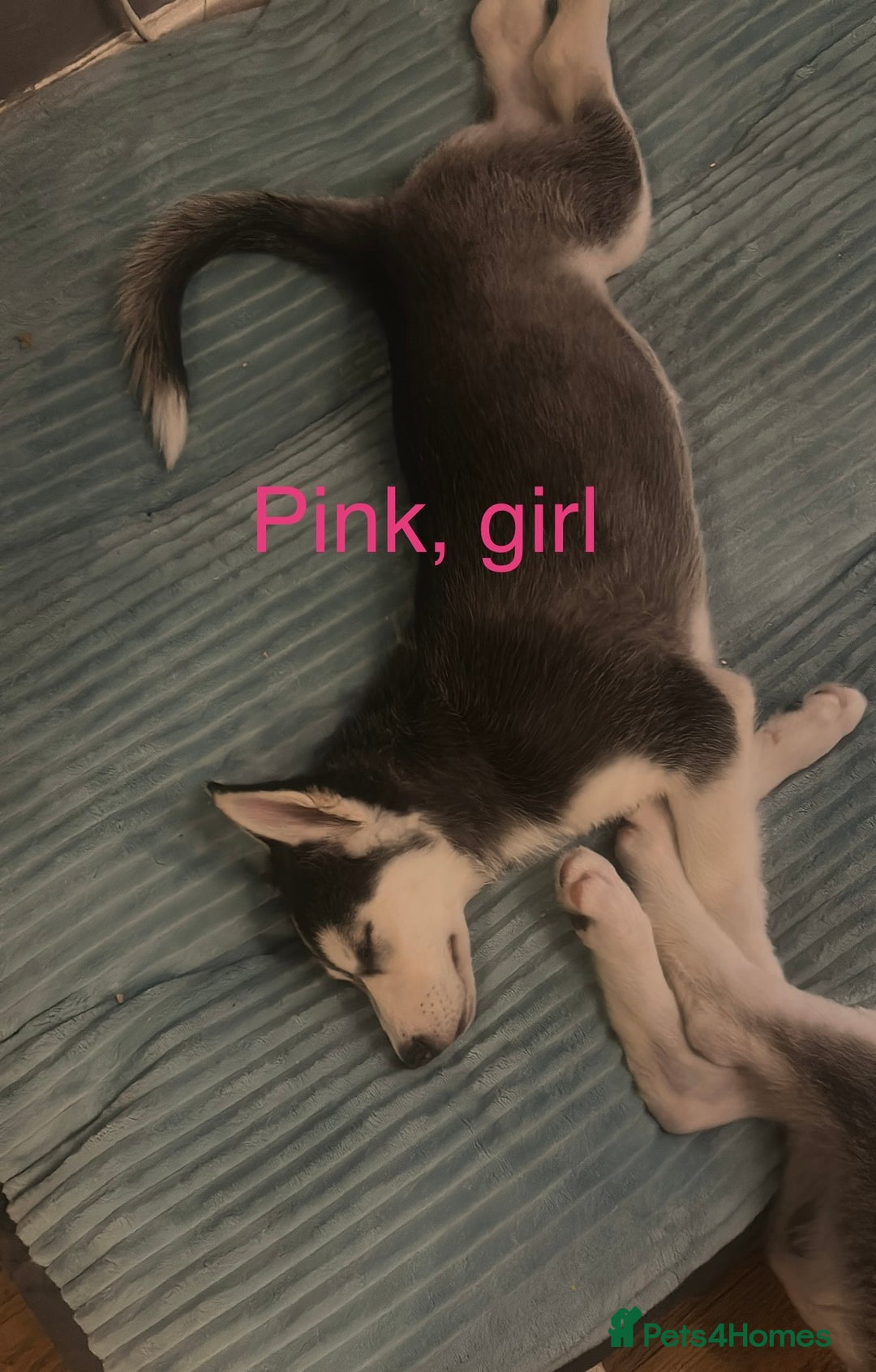 Siberian Husky dogs for sale: Husky pups 1 beautiful girl & 1 handsome boy left. - Image 13