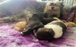 Miniature Schnauzer dogs for sale: Mega Coat Chocolate Parti Mini Schnauzer  - Image 13