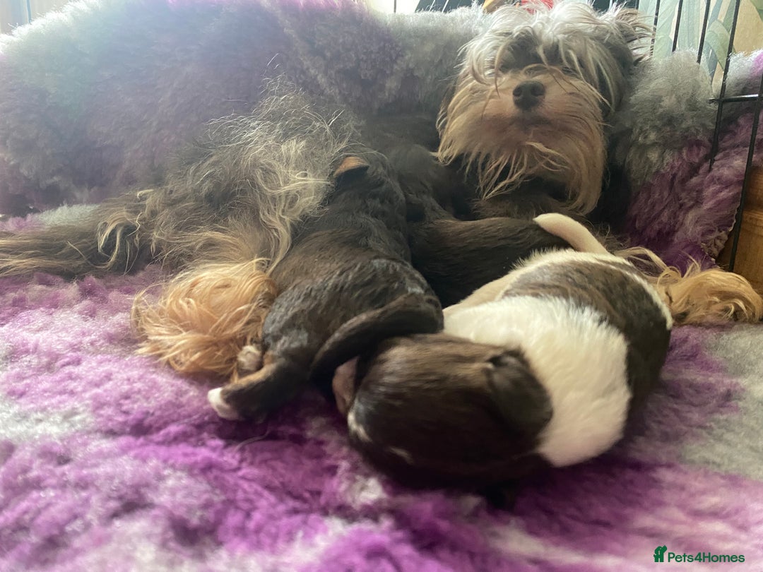 Miniature Schnauzer dogs for sale: Mega Coat Chocolate Parti Mini Schnauzer  - Image 13