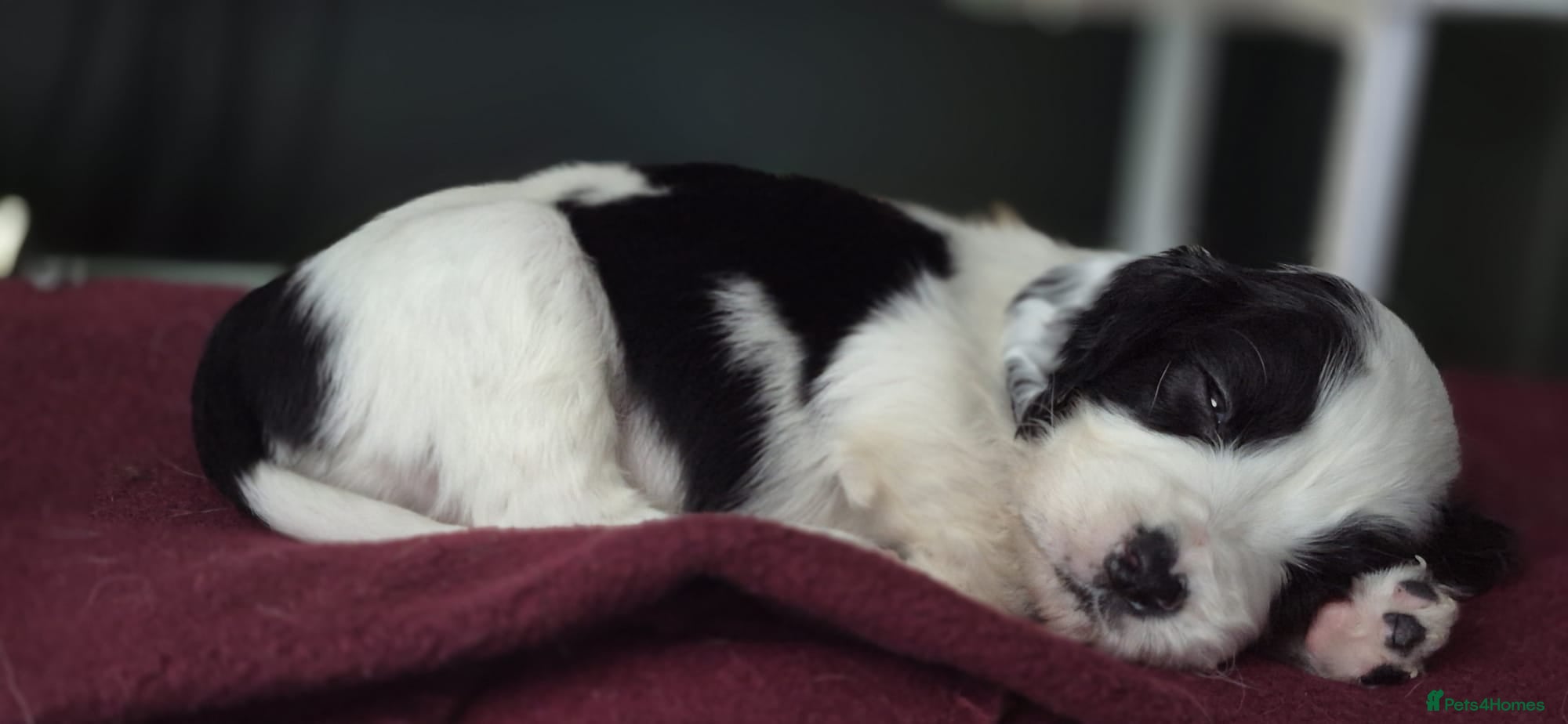 Sprocker dogs for sale: Six Springer/Cocker Spaniels.  - Advert 3