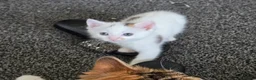 Mixed Breed cats for sale: 3 gorgeous kittens for sale - Advert 4