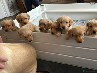 Labradoodle dogs - Advert 2