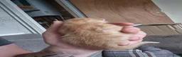 Mixed Breed cats for sale: 2 ginger male kittens in Ipswich - Advert 6