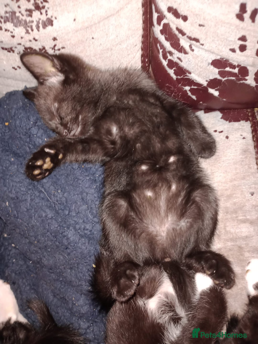 Mixed Breed cats for sale: 3 beautiful kittens  - Image 5