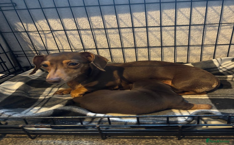 Dachshund dogs Dachshund  - Advert 1