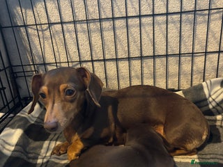 Dachshund dogs Dachshund - Advert 13