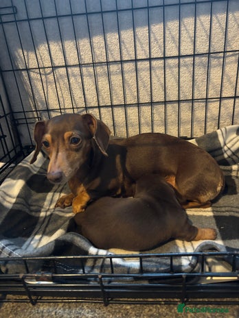 Dachshund dogs Dachshund - Advert 1