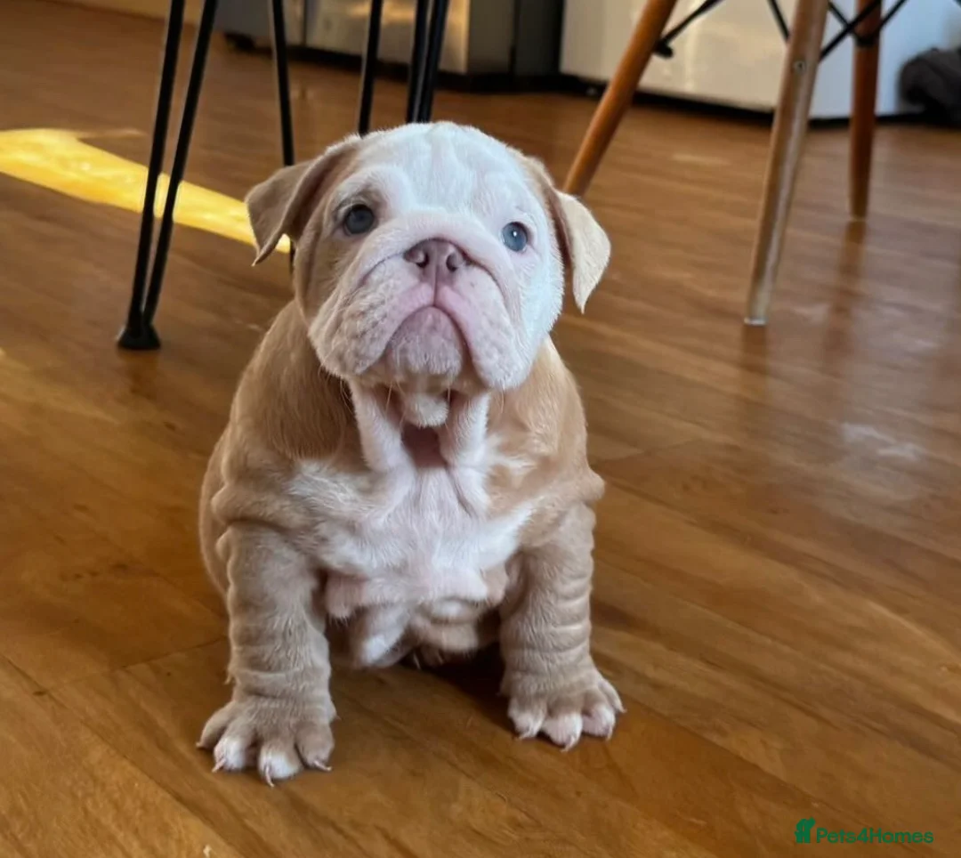 English Bulldog dogs for sale: Beautiful British Bulldog Girl  - Advert 7