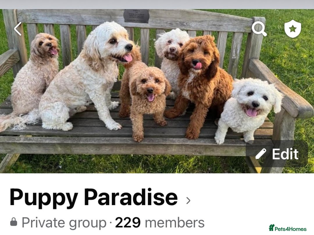 Cavapoo dogs for sale: Extensively Health tested cavapoos  - Image 11