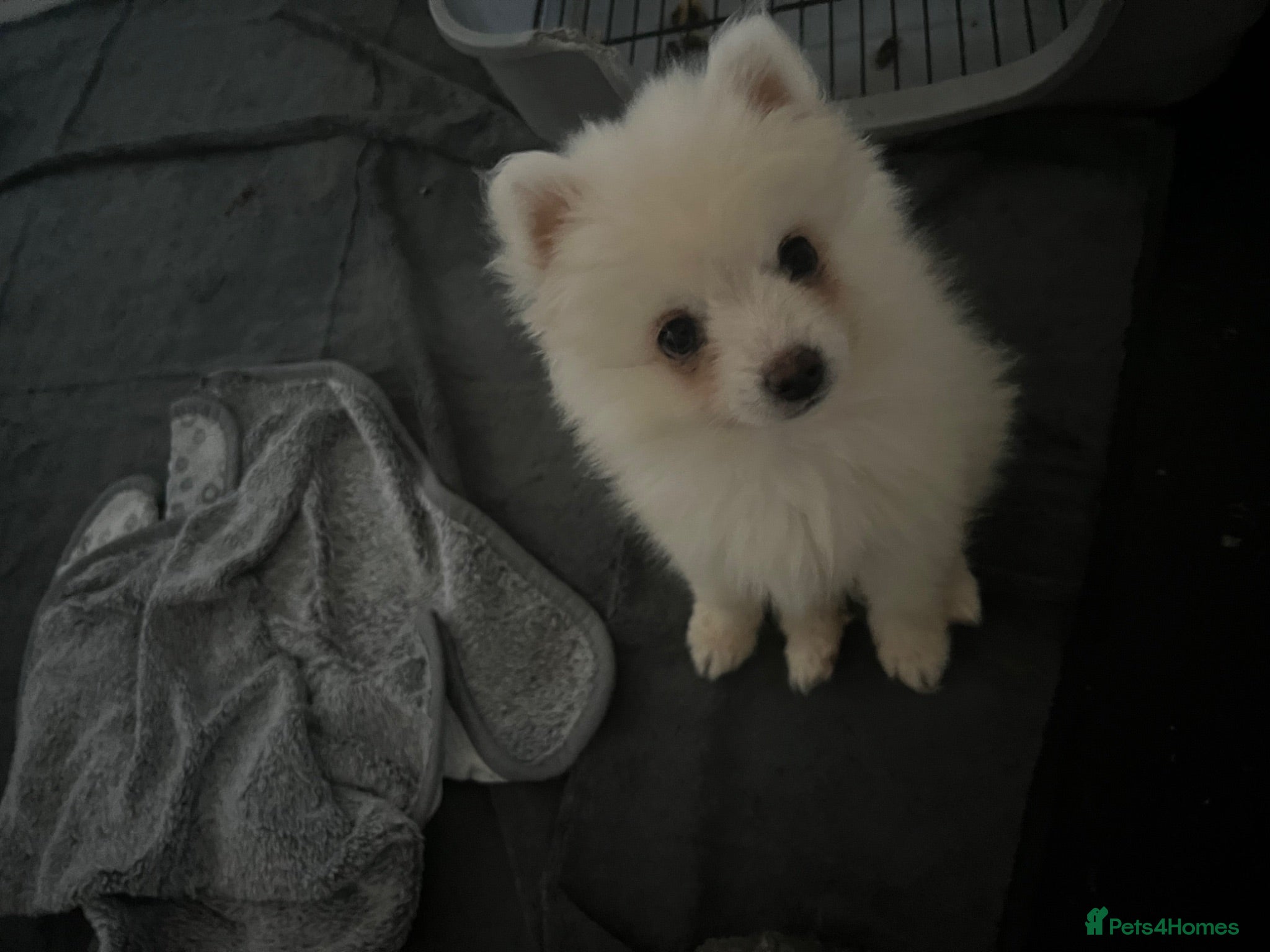 Pomsky dogs 1 Pomsky Puppy last boy  - Advert 15