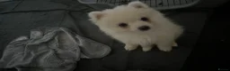 Pomsky dogs for sale: CLOUD Pomsky  - Advert 2