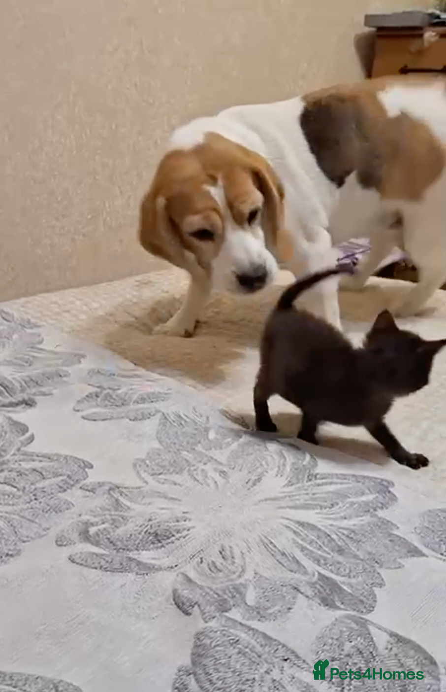 Beagle dogs 🐾 LINDA – Beagle - Advert 8