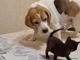 Beagle dogs 🐾 LINDA – Beagle - Advert 8