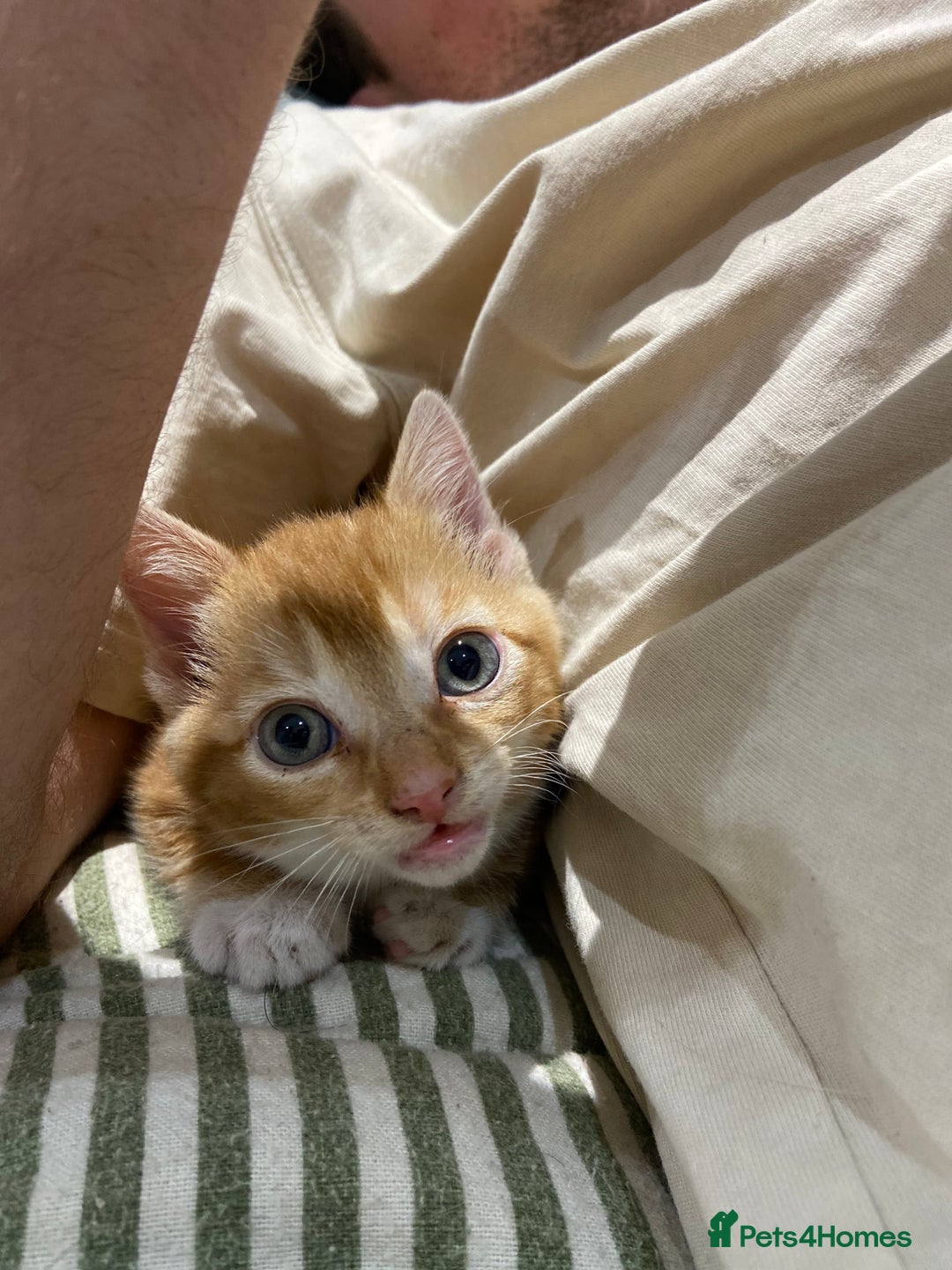 Domestic Shorthair cats for sale: One gorgeous female ginger tabby for sale  - Image 3