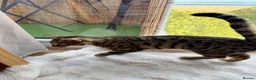 Bengal cats for sale: Beautiful Bengal Cross Female  - Advert 7