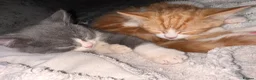 Mixed Breed cats for sale: Half Persian kittens  - Advert 4