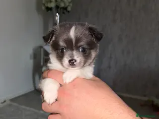 Chihuahua dogs chihuahuas - Advert 4