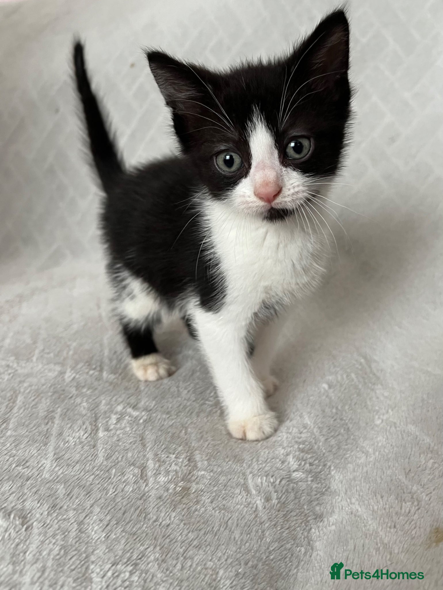 Mixed Breed cats Last Male Needs a new home - Advert 11