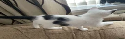 Mixed Breed cats for sale: 4 Beautiful fluffy kittens - Advert 13