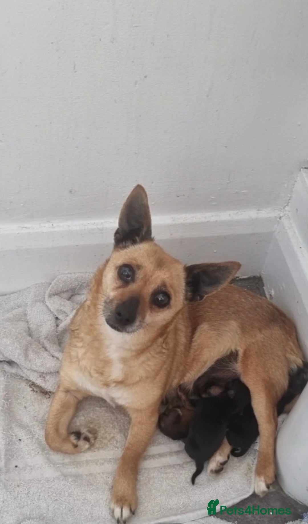 Chihuahua dogs for sale: Chihuahua puppies - Image 4