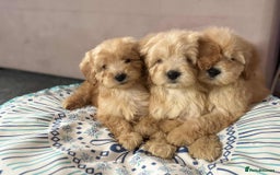 Cockapoo dogs for sale: Outstanding puppies  - Image 12