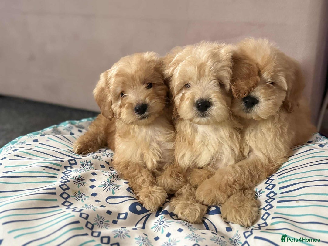 Cockapoo dogs for sale: Outstanding puppies  - Image 12