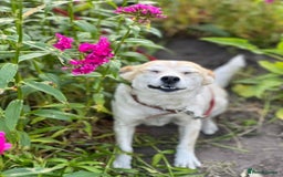 Mixed Breed dogs for adoption: 💖🐶 JULIET 🐶💖 - Image 5