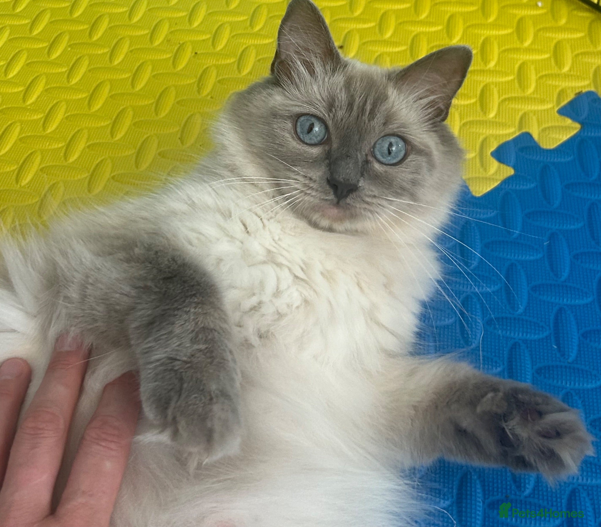 Ragdoll cats Beautiful Ragdoll Kittens  - Advert 1