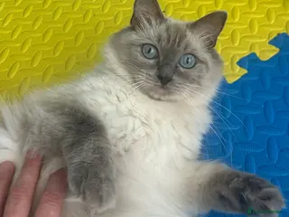 Ragdoll cats for sale: Beautiful Ragdoll Kittens - Advert 1