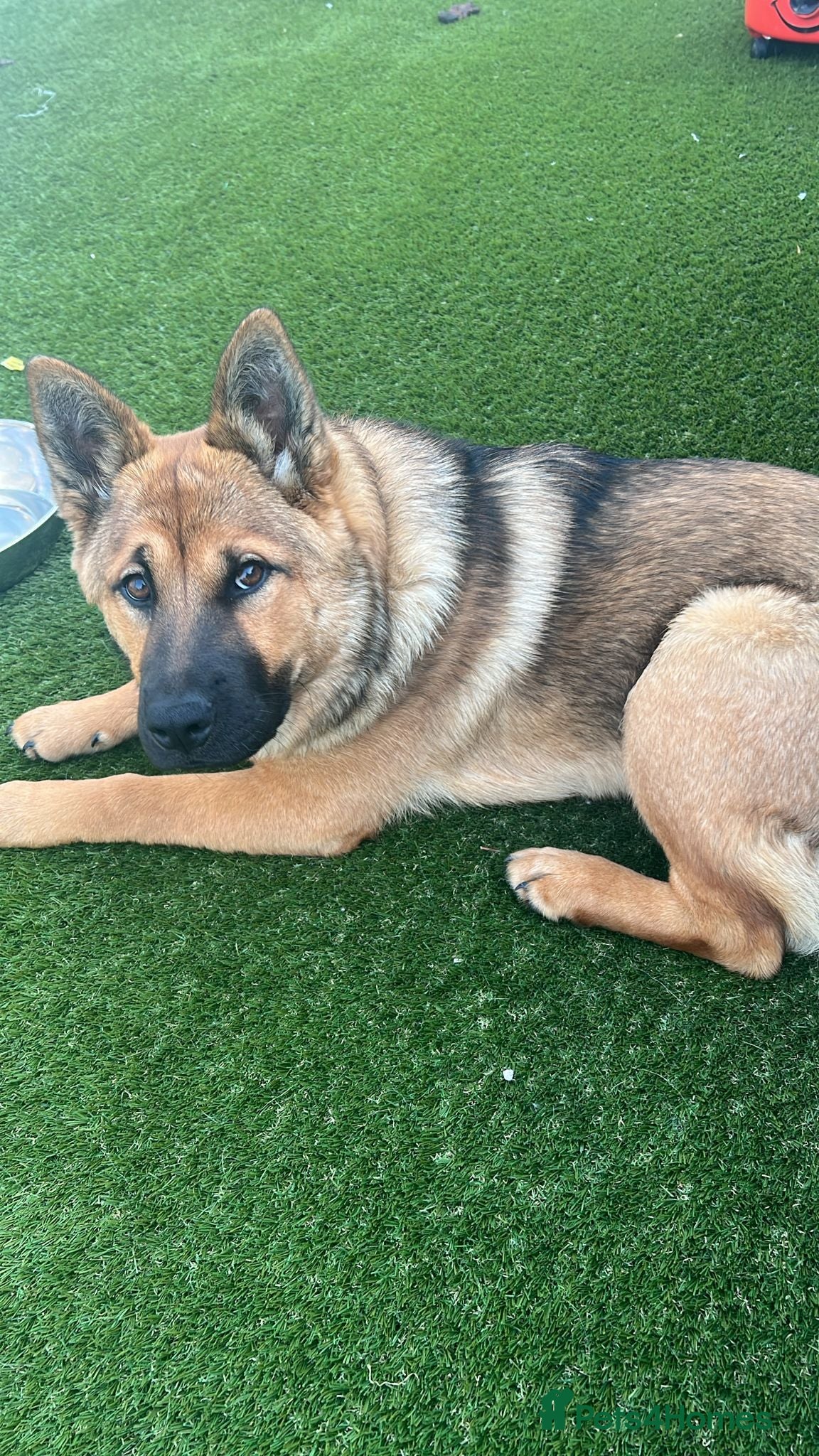 Mixed Breed dogs Luna - looking for forever home - Advert 5