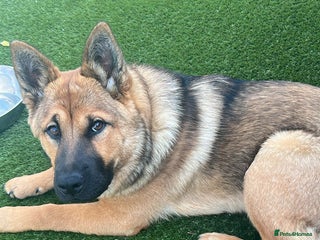 Mixed Breed dogs Luna - looking for forever home - Advert 5