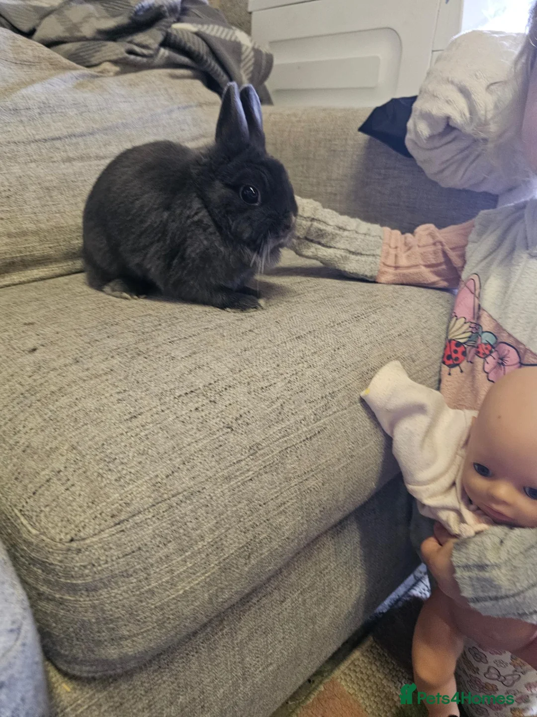 Netherland Dwarf rabbits for sale: Blue Netherland Dwarf Doe - Advert 2