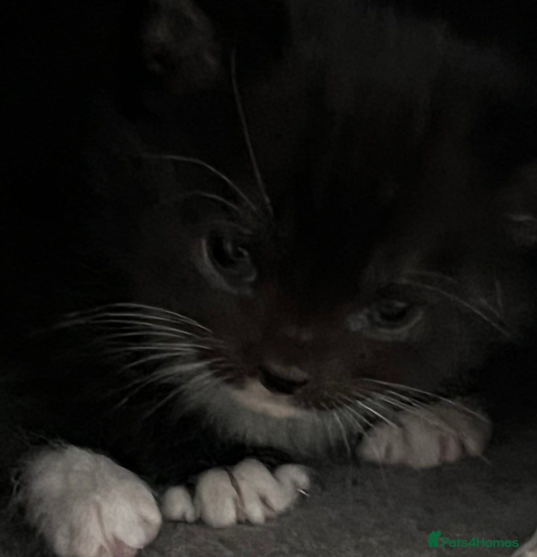 Mixed Breed cats for sale: CLEMENTINE’S CUTIES - (MUM with BENGAL)   - Advert 32