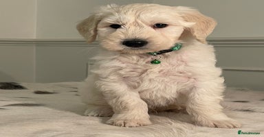 Goldendoodle dogs - Advert 4