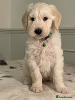 Goldendoodle dogs - Advert 4