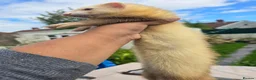 Ferret rodents for sale: Ferret in Worcester - Advert 2