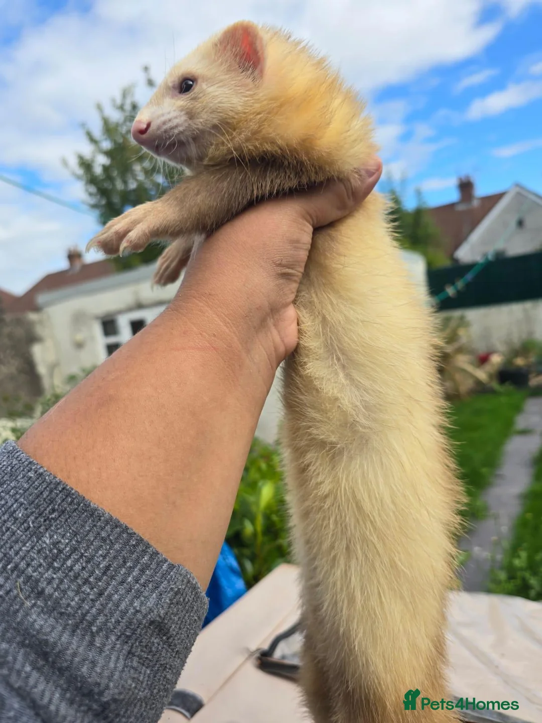 Ferret rodents for sale: Ferret in Worcester - Advert 2