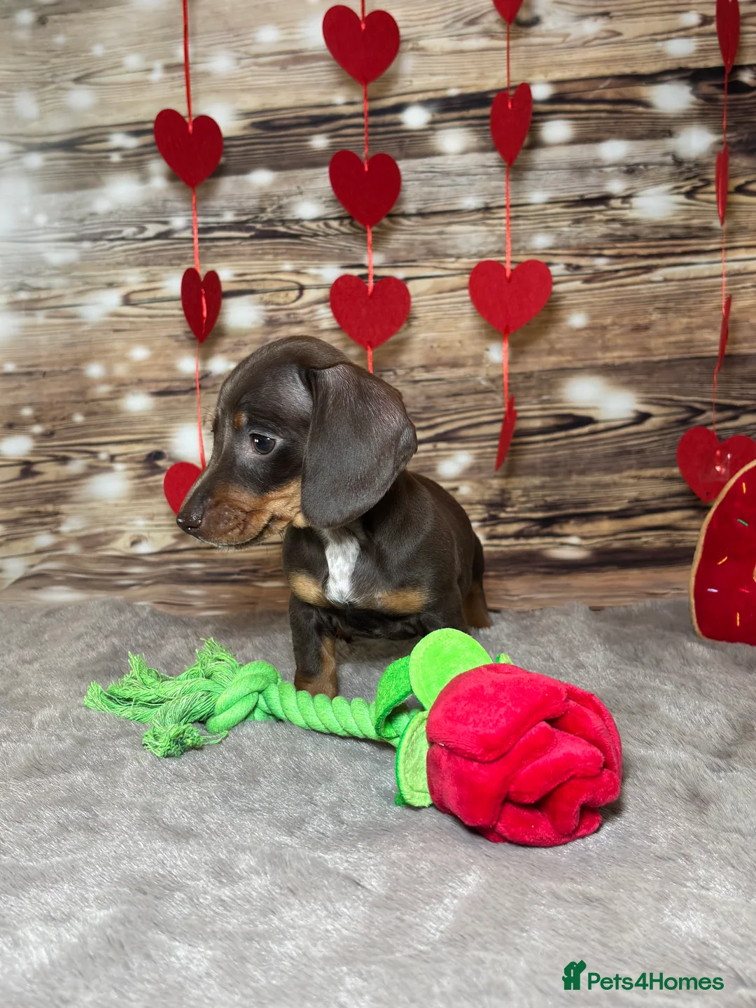 Miniature Dachshund dogs for sale: Outstanding tiny smooth coat dachshund  - Advert 6
