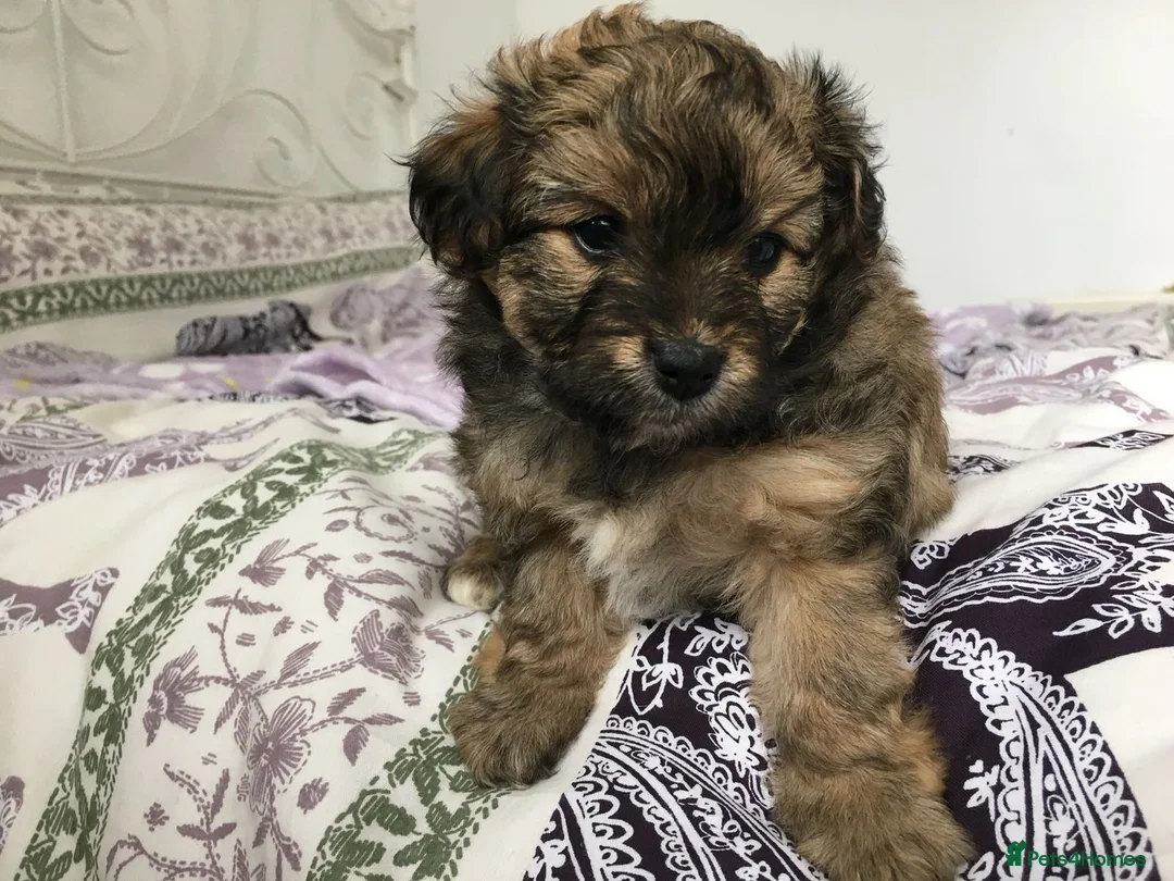 Toy Poodle dogs for stud: Phantom Toy Poodle Tri colour KC (STUD ONLY) in Coalville - Advert 28