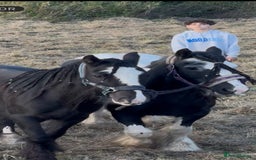 Irish Cob horses for sale: For sale 4 years mare - Image 1