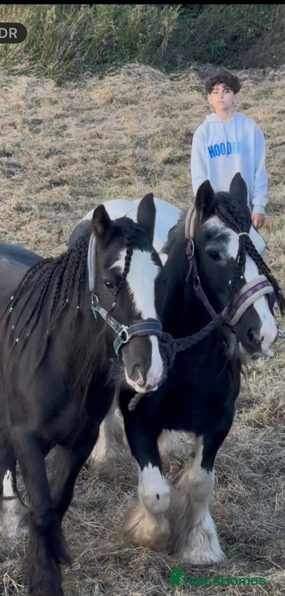 Irish Cob horses for sale: For sale 4 years mare - Image 1