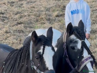 Irish Cob horses - Advert 1