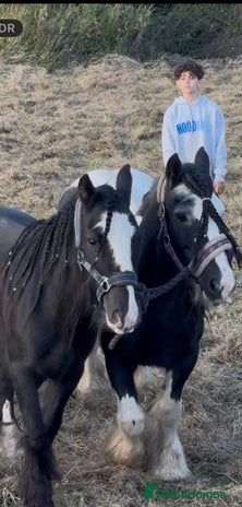 Irish Cob horses - Advert 2
